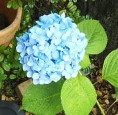 水色の紫陽花 大きな土上20cm苗 ドライフラワーになる2枝あり ネコポス