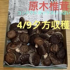 新鮮な生椎茸 コンパクトボックス入るだけのサムネイル
