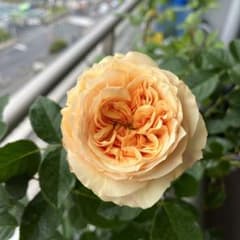 バラ苗　専用挿し木 バラの挿し木（挿し木～鉢上げ～開花まで） - YouTube