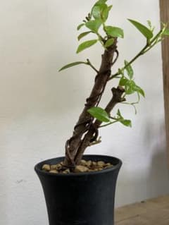 ガジュマル盆栽のサムネイル