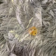 キイロイトリ　めじるしアクセサリー