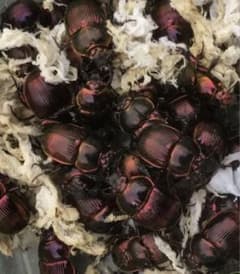 標本　オオセンチコガネ 30頭のサムネイル