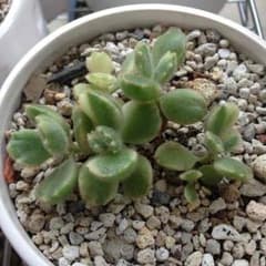 多肉植物，熊童子锦のサムネイル