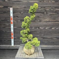 黄金シンパク（黄金真柏） 【現品発送】管理80348 黄金シンパク（黄金真柏） 【現品発送】管理80348 - メルカリ