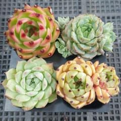 夏Sale】人気種アソート⑨☆抜き苗☆エケベリア☆多肉☆多肉植物☆寄せ