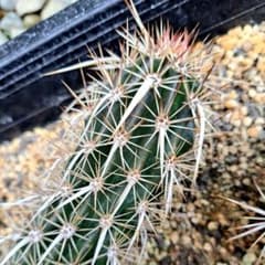 m14284413997_1.jpg?1712291649