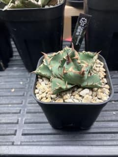 アガベ Agave 姫厳竜 発根済 初心者応援株のサムネイル