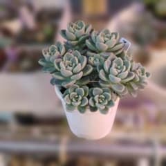 てんてん手毬　　エケベリア多肉植物のサムネイル