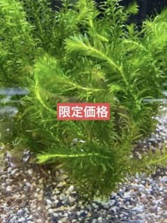 アナカリス20本セット - メルカリ