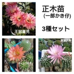 特価 3種セット 王冠童児 橙色の花  紫源氏車  w4,5～2,5 花サボテンのサムネイル