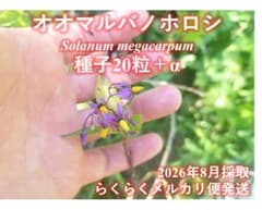 m*o様 オオマルバノホロシ種子　20粒＋α　らくらくメルカリ便発送のサムネイル