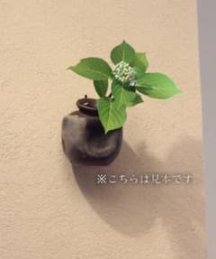 小西陶古　うずくまる掛花のサムネイル