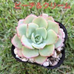 多肉植物　エケベリア　ピーチ＆クリームのサムネイル