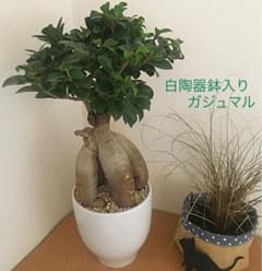ガジュマルのサムネイル