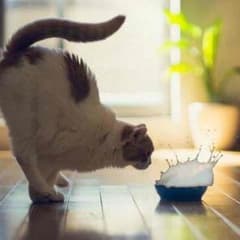 はる様専用のサムネイル