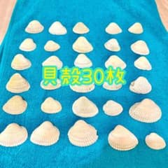 【30枚】貝殻セットのサムネイル