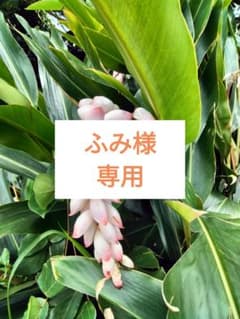 青パパイヤ　5Kgのサムネイル