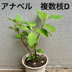 アナベルの抜き苗(複数枝大苗)D - メルカリ