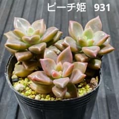ピーチ姫 3株 931 グラプトペタルム 多肉植物 抜き苗 - メルカリ