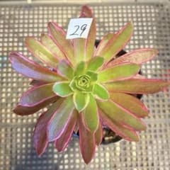 22#植物❤️アエオニウム錦❤️カルミン*エメラルド❤️2大頭3-4子芽21cm拔き苗 67 #多肉植物アエオニウム錦❤カルミン*エメラルド錦❤️1大頭9cm拔き