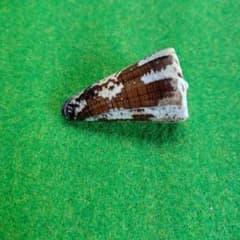 アジサイイモ52ミリ貝殻 標本 1個のサムネイル