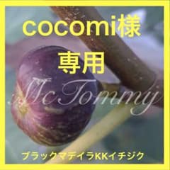 安いブラックマデイラ イチジクの通販商品を比較 | ショッピング情報の