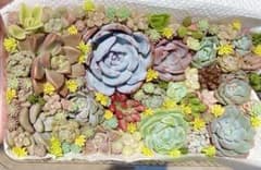 多肉植物　韓国苗　アップルベリー　カット苗　セダムのサムネイル