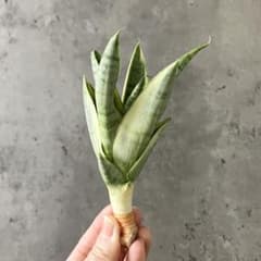 S10780☆オークション販売☆ サンスベリア ガブリエラ ホワイト 白斑