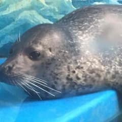 ちゃむ太さん専用のサムネイル