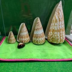 ダイオウイモ 標本 4個セット 博物館級かも？のサムネイル