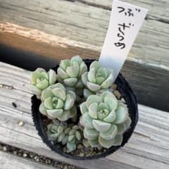 多肉植物（つぶつぶ屋さん）ざらめ 4cmポット苗 - メルカリ