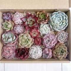 №733 多肉植物 韓国苗 エケベリア♡寄せ植えセット♡現品 匿名発送のサムネイル