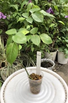 バラ苗 和バラ 茶系のサムネイル
