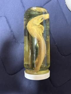 サメ　標本　ホルマリン漬け サメ 標本 ホルマリン漬け - メルカリ