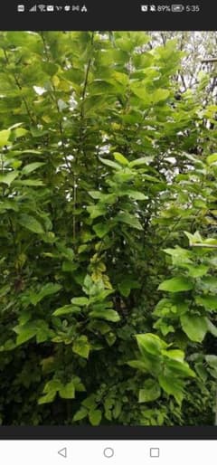 ホワイトマルベリー　桑　挿し木枝　3 本　農薬不使用
