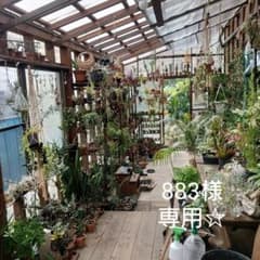 専用☆ヒメヤシの種②③のサムネイル