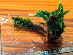 【速達込】40.ミクロソリウム．spスモールリーフ＆南米ウィローモス付流木のサムネイル