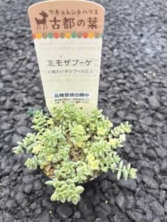 ☆古都の葉さん苗 ミモザブーケ 札付き☆ - メルカリ