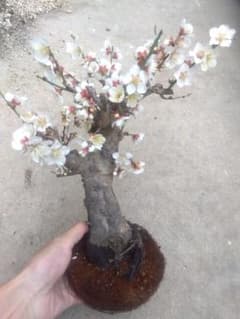 梅 盆栽 4.5号鉢相当 特価❗値下げ不可❗ た - メルカリ