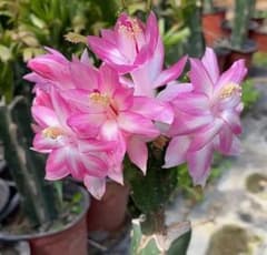 デンマークカクタス シャコバサボテン 伝説の星 抜け苗 1512 - メルカリ