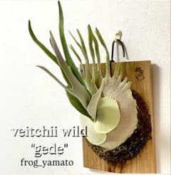 ビリビリ板付け veitchii wild Gede spore ベイチー ゲデ トキントキン veitchii wild Gede spore ベイチー ゲデ - メルカリ