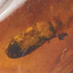 ZB370虫入り琥珀化石 ミャンマー カムティかタナイ産 9900万年前