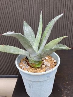 アガベ　アメリカーナ　モンスター子株