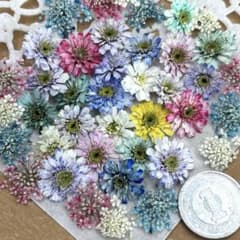 ドライフラワー 花材 詰め合わせ 822 マトリカリア(小さめ) - メルカリ