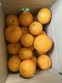 和歌山産不知火（デコポン）サイズ色々5㌔のサムネイル