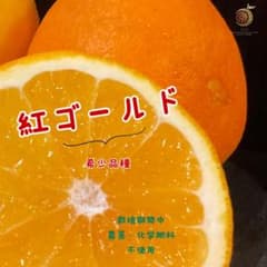 희소 품종 에히메산 홍골드 홍하내 만감 가정용 7kg 육즙