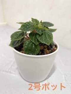 R*a様 ペペロミア グリーンバレー 観葉植物のサムネイル