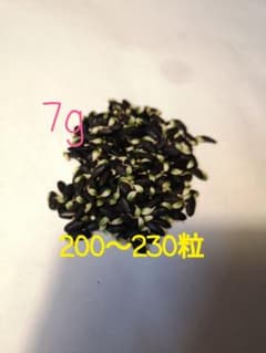 ミモザ(ギンヨウアカシア)の種　7gのサムネイル