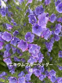 増量中！エキウムブルーベッダーの種　40粒のサムネイル