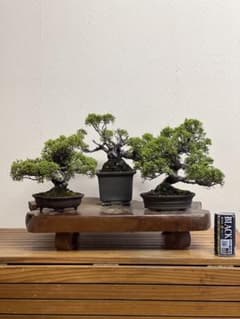 糸魚川真柏 超極太 半懸崖 懸崖 模様木 ジン シャリ 中品 盆栽 | Shop